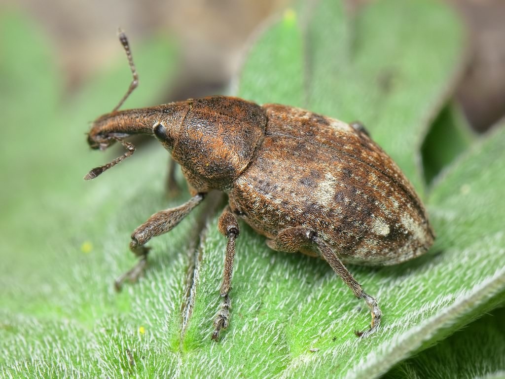 Lepyrus capucinus (Schaller, 1783)